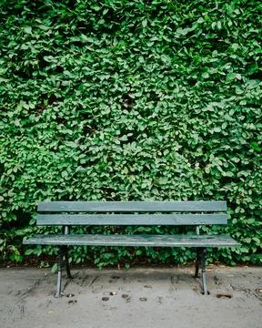 A green bench is sitting in front of a wall of green bushes Stock Photos