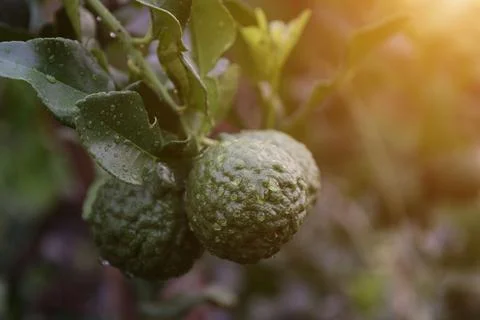 Green bergamot fruit on tree Фото