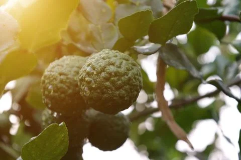 Green bergamot fruit on tree Stock-Fotos