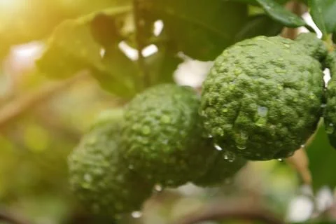 Green bergamot fruit on tree Fotos Stock