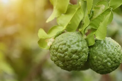 Green bergamot fruit on tree Fotos Stock