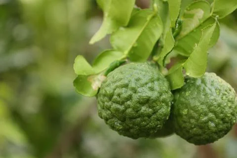 Green bergamot fruit on tree Stock Photos