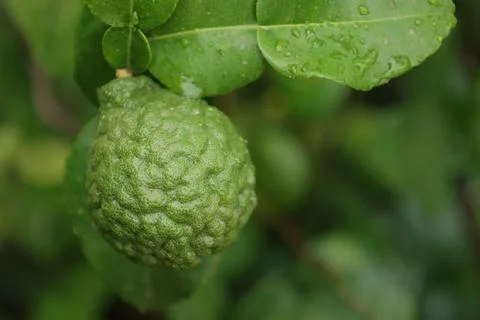 Green bergamot fruit on tree Stock-Fotos