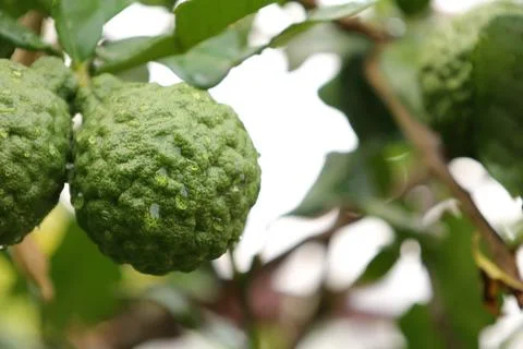 Green bergamot fruit on tree Stock Photos