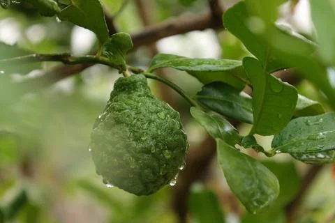 Green bergamot fruit on tree 스톡 사진