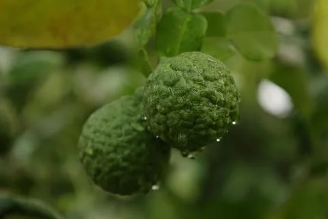 Green bergamot fruit on tree Fotos de archivo