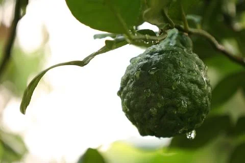 Green bergamot fruit on tree Fotos Stock