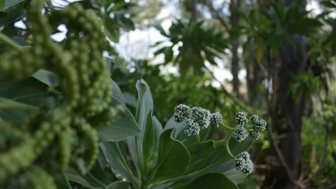 Green Berries 2 Stock Footage 104713320