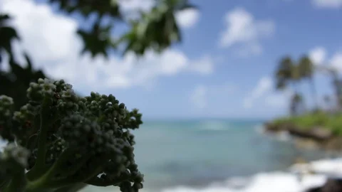 Green Berries By The Beach Stock Footage 104713382