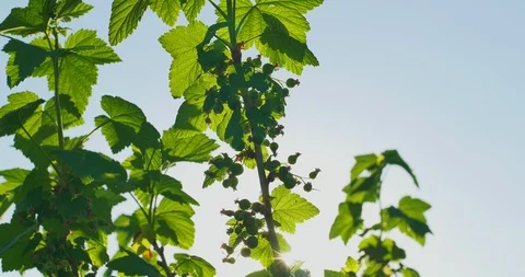 Green berries on a bush Stock Footage 89920722