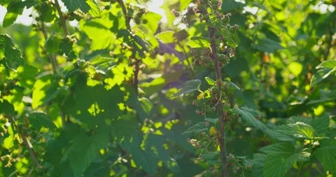 Green berries on a bush Stock Footage 89921369