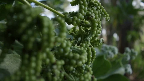Green Berries Stock Footage 104713221
