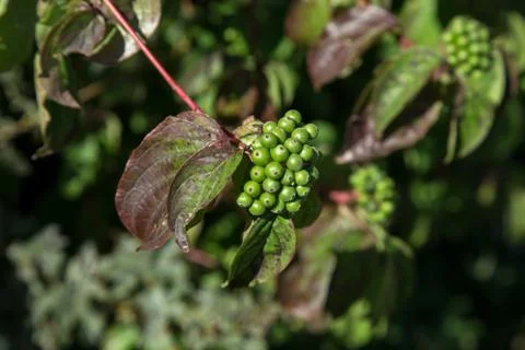 Green berries Stock Photos
