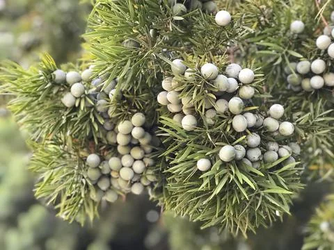 Green berries  on a tree branch Stock Photos