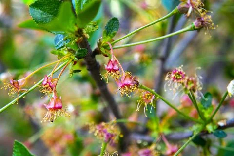 Green berries of wild cherry in the spring garden Stock Photos