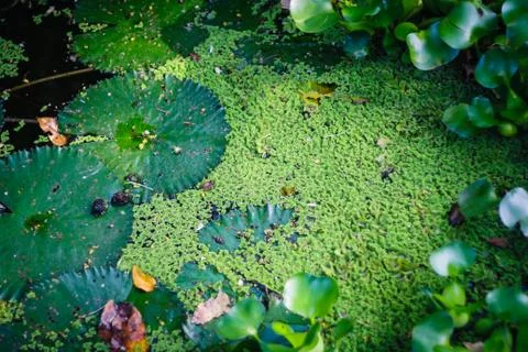 Green beutiful pond Stock Photos