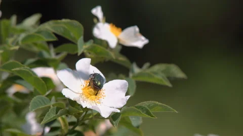 Green big beetle crawls on a white flower Stock Footage 114929076