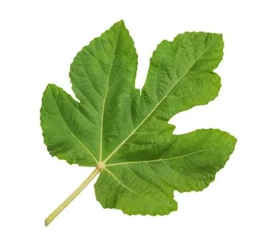 Green big fig leaf Stock Photos