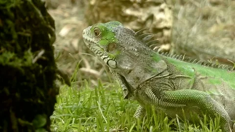 Green big iguana walking on grass in tropical Caribbean island. Close up on head Stock Footage 242093761