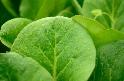 Green Big Leaf Background Foto stock