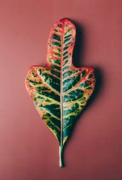 Green Big Leaf Stock Photos