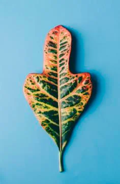 Green Big Leaf Stock Photos