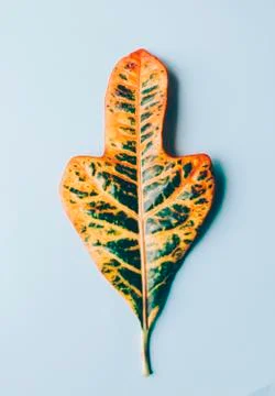 Green Big Leaf Stock Photos