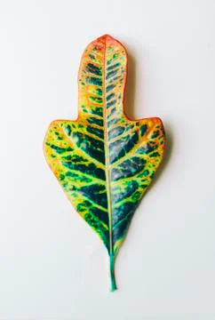 Green Big Leaf Stock Photos