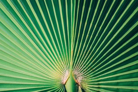 Green big leaf Stock-Fotos