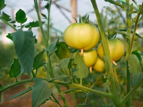 Green Big Tomatoes Stock Photos