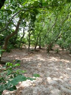 Green big trees 스톡 사진