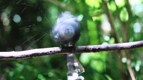 Green-billed Malkoha Stock Footage 255571285