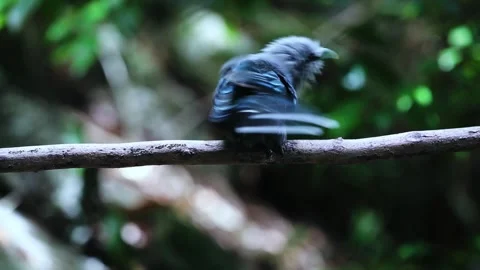 Green-billed Malkoha Stock Footage 255762796