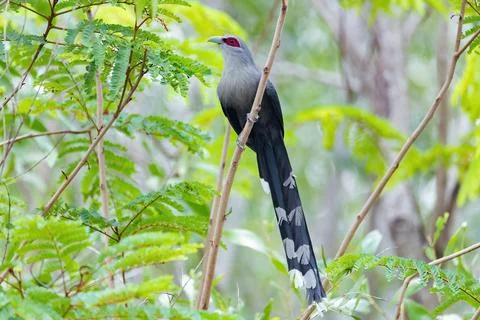 Green-billed malkoha Stock Photos