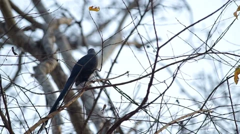 Green-billed Malkoha on the tree branch Stock Footage 48346782