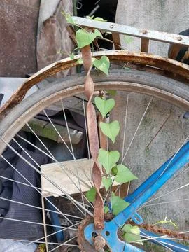 Green bindweed curls over an old bicycle Stock Photos