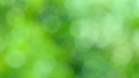 Green bio background, abstract blurred foliage bright sunlight Stock Footage 100806064