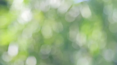 Green bio background, abstract blurred foliage bright sunlight Stock Footage 108576817