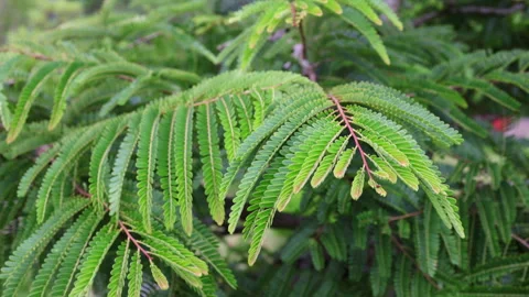 Green bipinnate leaf slowly swaying in breeze Video stock 341961016