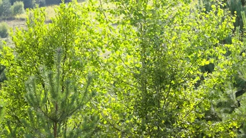 Green birch and pine tree branches swaying outdoors Stock Footage 347456099