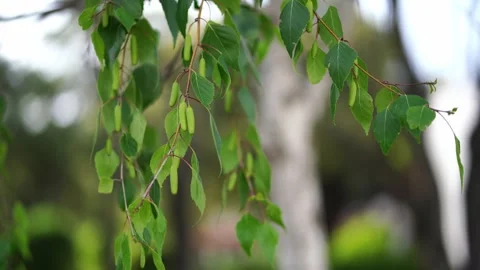Green birch branches with catkins flutter in the wind Stock Footage 275775343