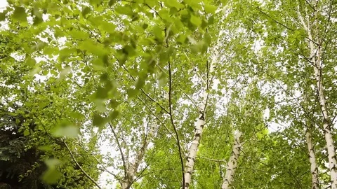 Green birch branches develop in the wind. Birch, the sky in the background Stock Footage 94258868