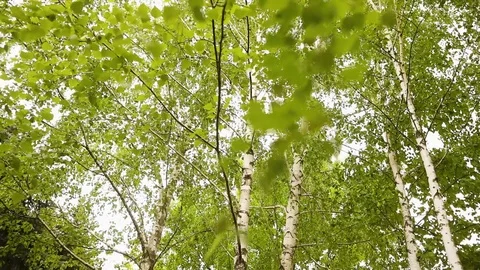 Green birch branches develop in the wind. Birch, the sky in the background Stock Footage 94258997