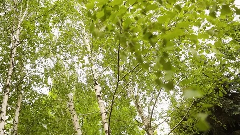 Green birch branches develop in the wind. Birch, the sky in the background Stock Footage 94377626