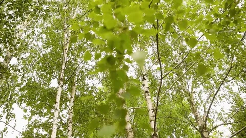 Green birch branches develop in the wind. Birch, the sky in the background Stock Footage 94377629