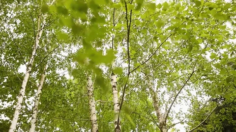 Green birch branches develop in the wind. Birch, the sky in the background Stock Footage 94513113