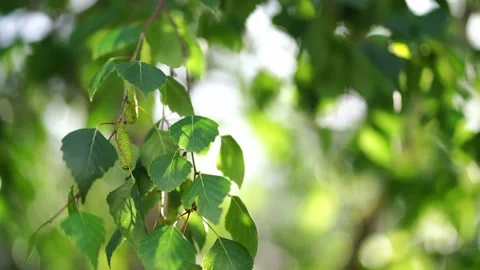 Green birch branches flutter in the wind in the park Stock-Footage 275837833