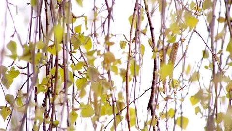 Green Birch branches Stock Footage 74508464