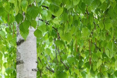 Green birch branches large texture as background Photos