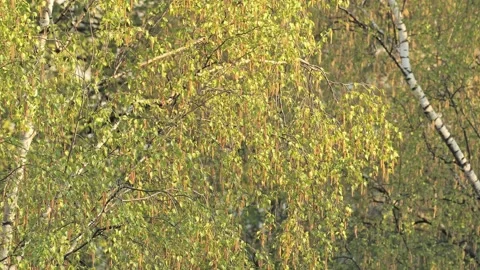 Green birch branches in the spring in the sun Stock Footage 253433588